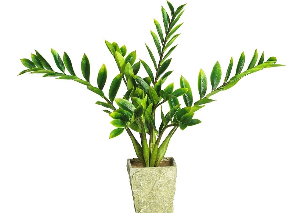 Замиокулькас (лат. Zamioculcas)