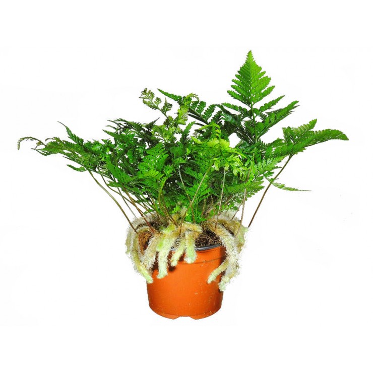 Нефролепис (папоротник) (лат. Nephrolepis)