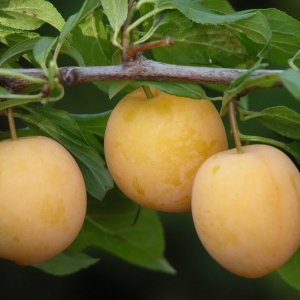  Родники
