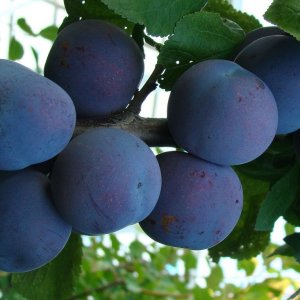 Родники