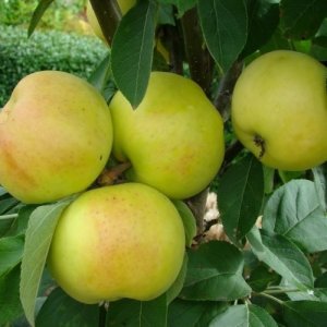  Родники