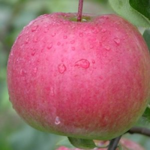  Родники