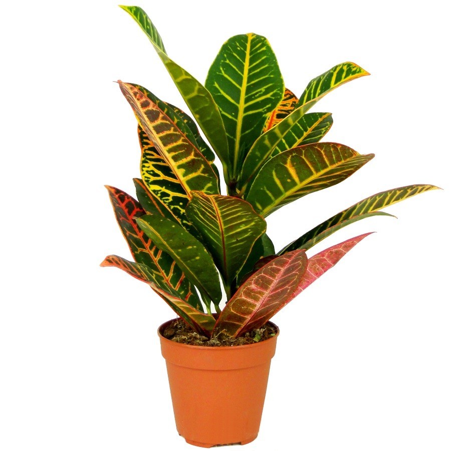 Кодиеум (кротон) (лат. Codiaeum)