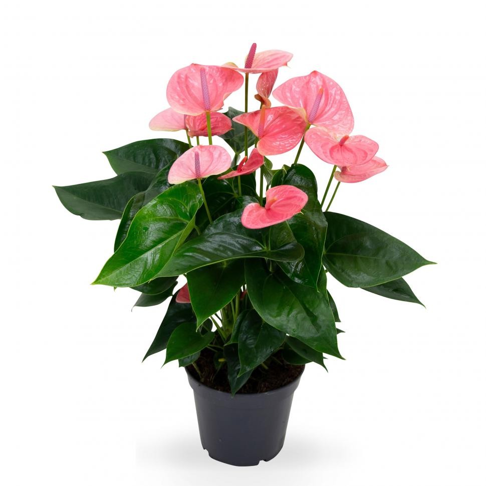 Антуриум (лат. Anthurium)