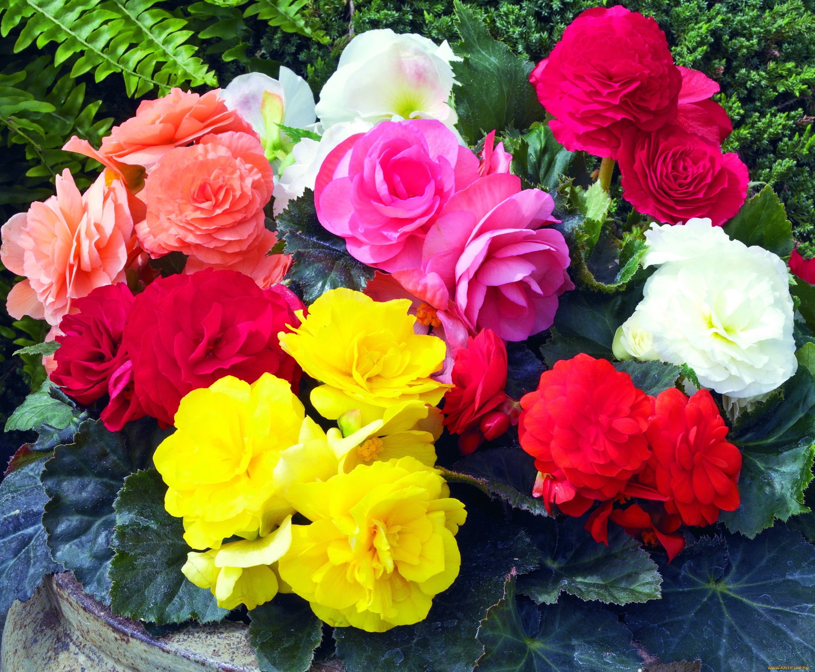 Бегония (лат. Begonia) 